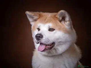 Japanese Akita Inu dogs RKC Registered Puppy Litter - Advert 1