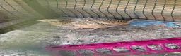 Quail poultry for sale: 2 lovely young quails in Maidenhead - Advert 3
