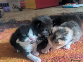 Mixed Breed cats Gorgeous kittens half ragdoll/ russian blues - Advert 18