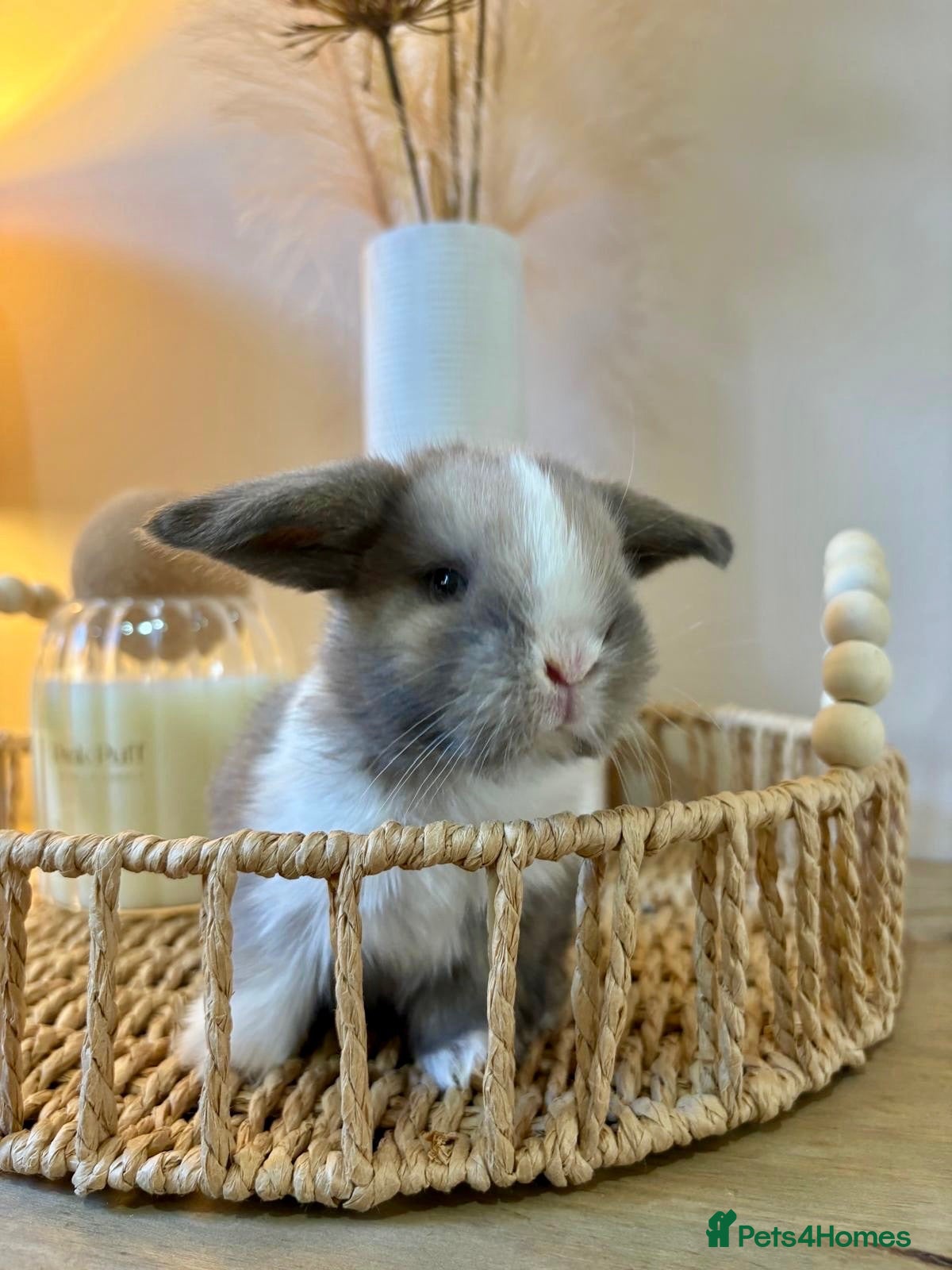 Mini Lop rabbits 2 week old Mini Lops - Advert 1