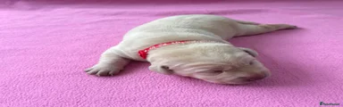 Labrador Retriever Puppy 7