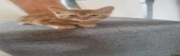 Mixed Breed cats for sale: Lovely Kittens Looking for Their Forever Homes 🐾 - Advert 4
