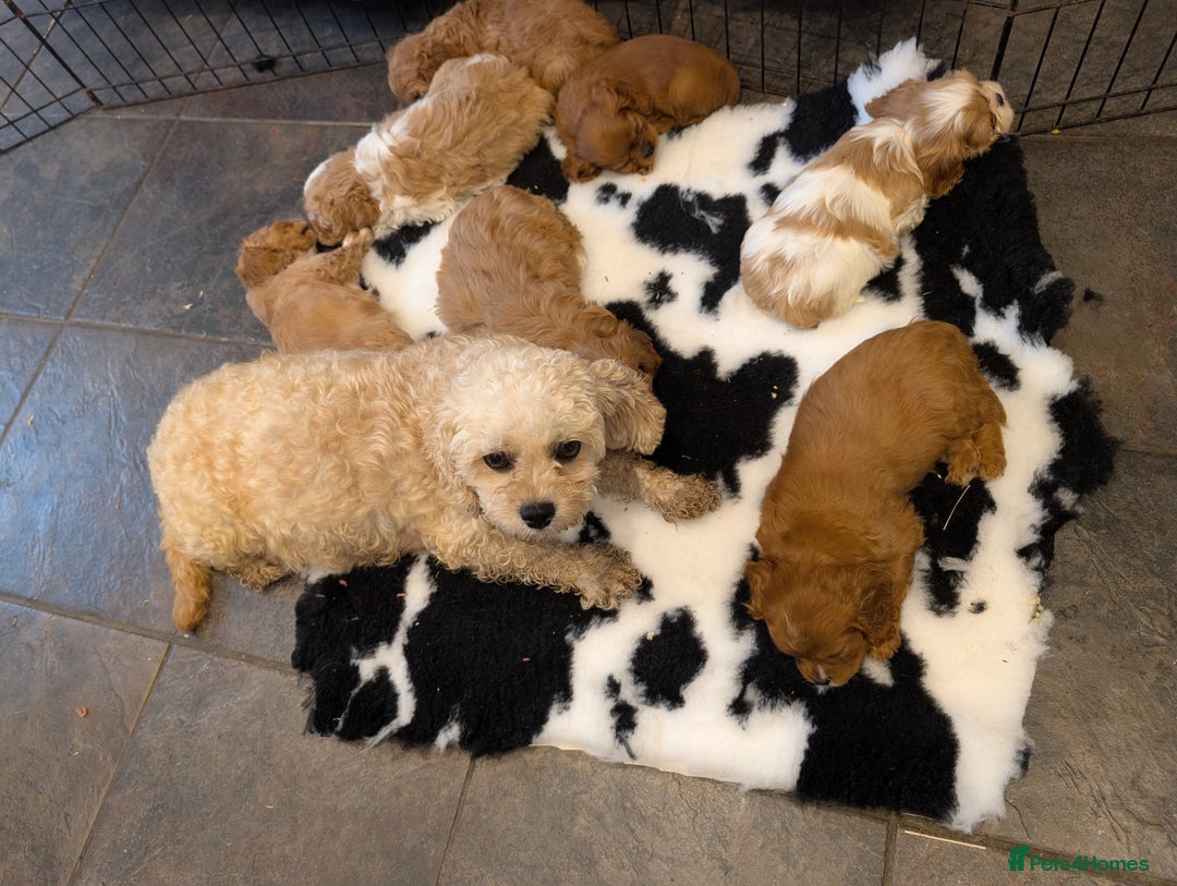 Cavachon dogs for sale: 8 STUNNING F1B CAVACHONS - Image 4