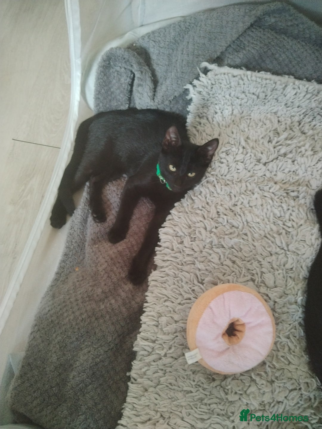 Mixed Breed cats for sale: Kittens  - Image 8