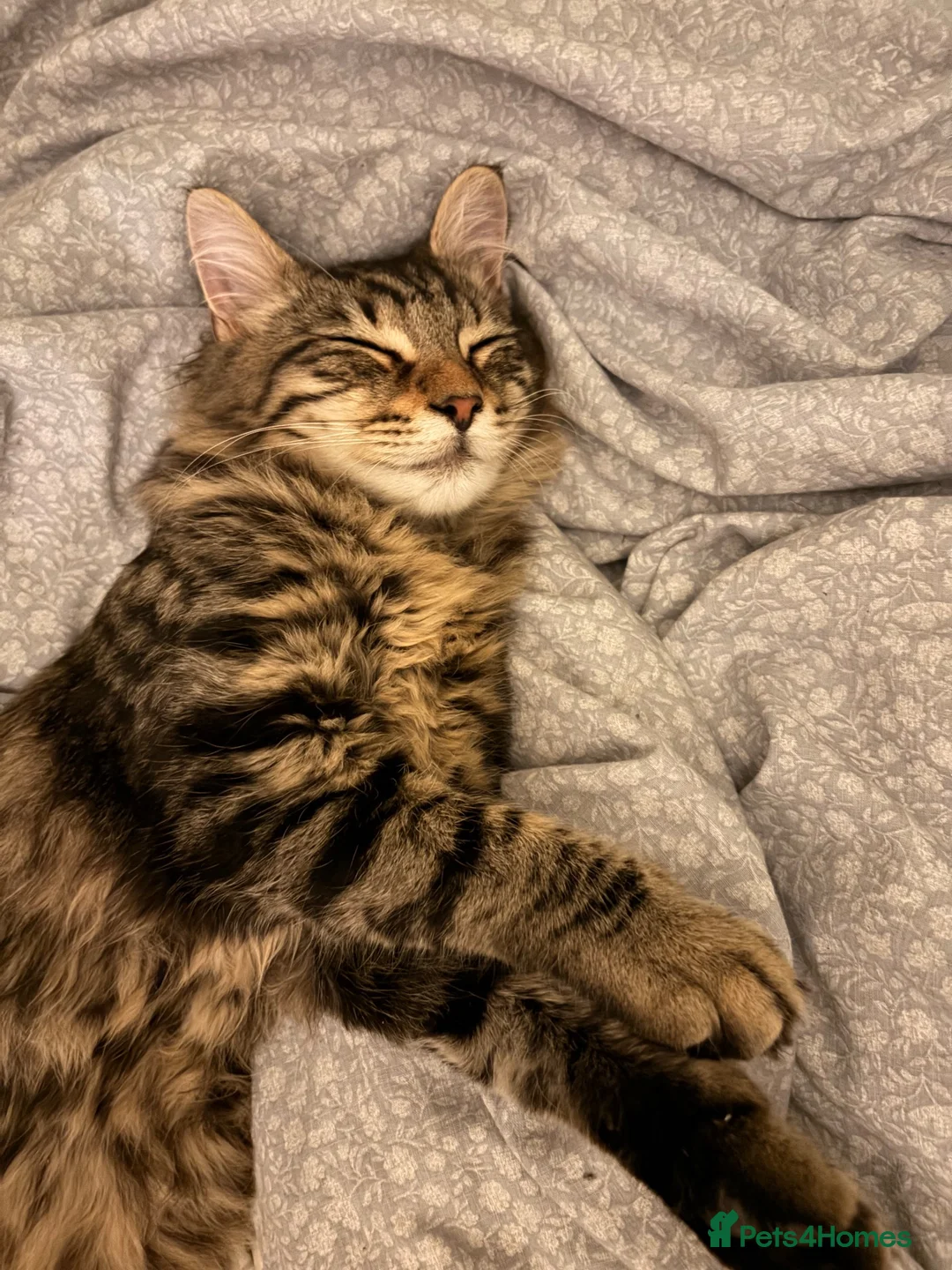Mixed Breed cats for sale: 6 month old cat looking for his forever home  in Halesowen - Advert 2