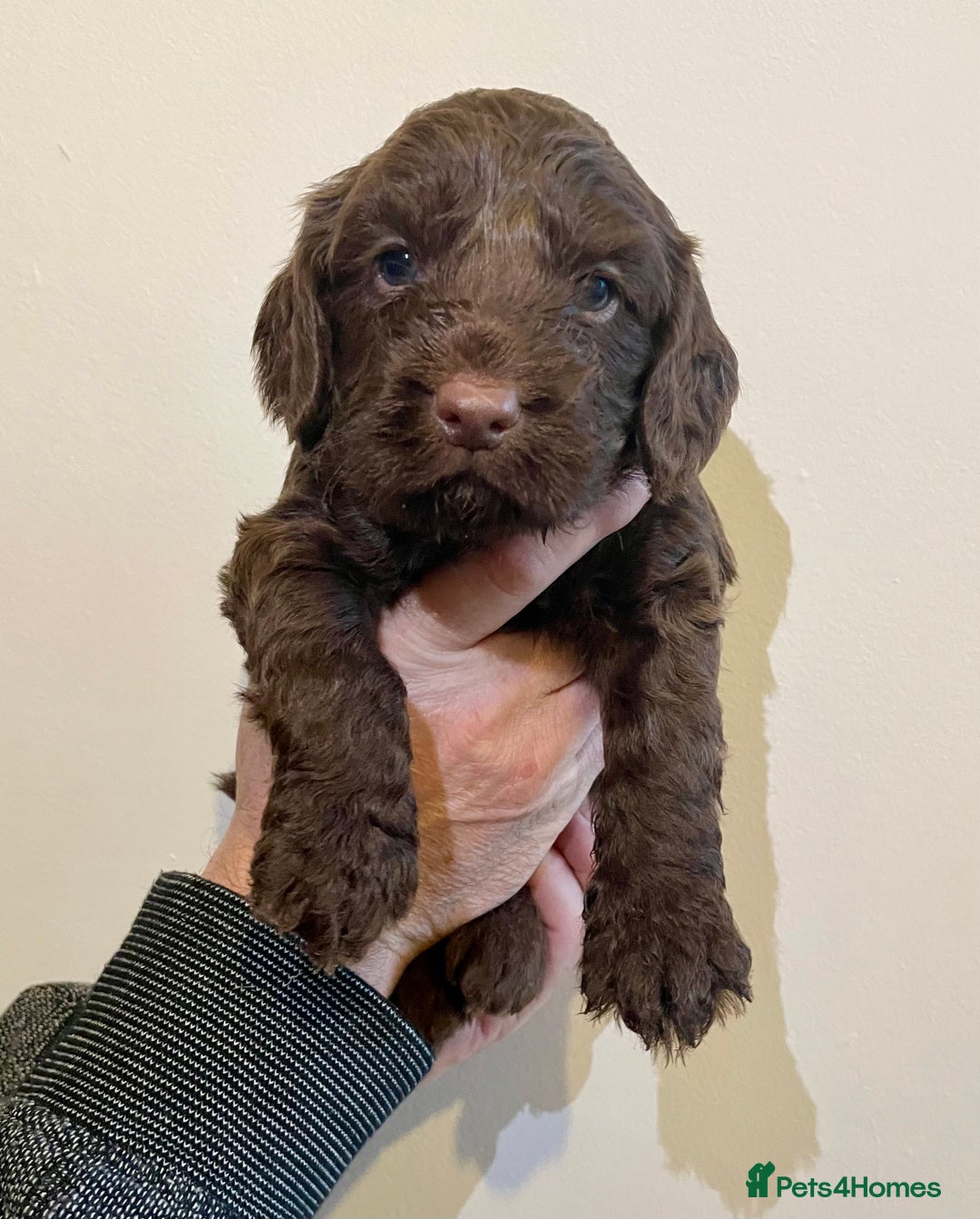 Cockapoo dogs for sale: Beautiful F1 Cockapoos - Advert 9