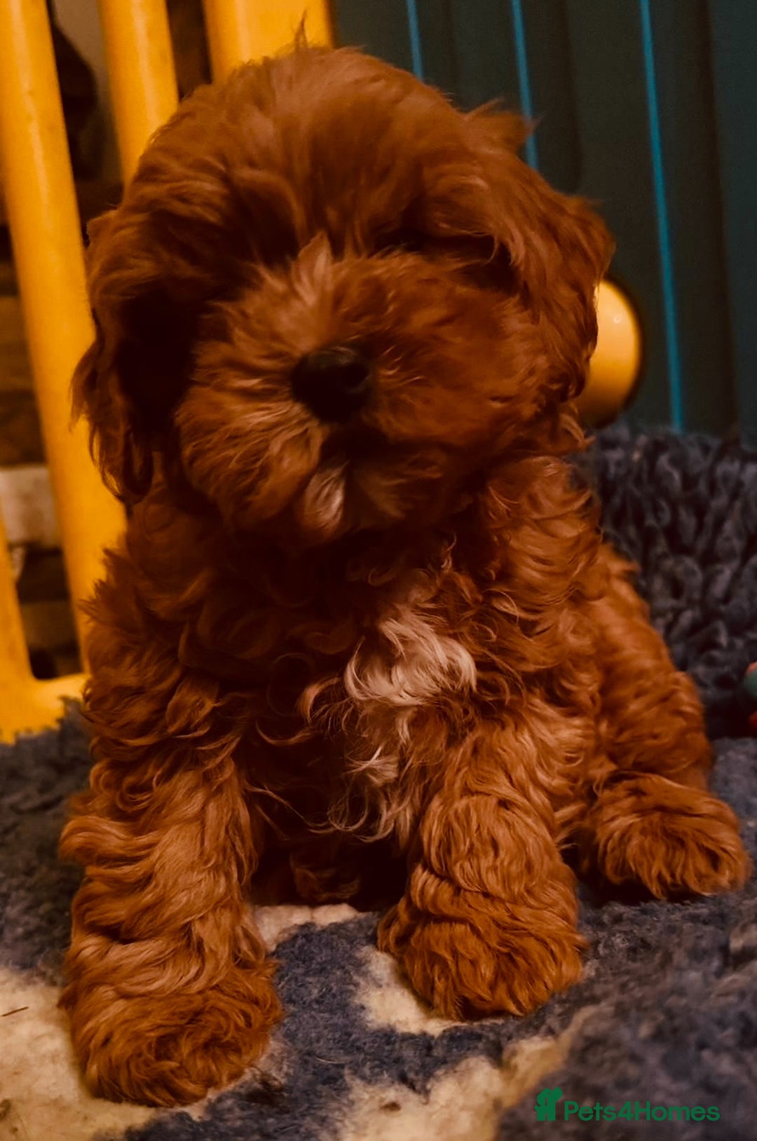 Cavapoo dogs for sale: Stunning Tiny Toy Cavapoos  - Advert 3