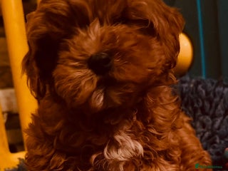 Cavapoo dogs Stunning Tiny Toy Cavapoos - Advert 18