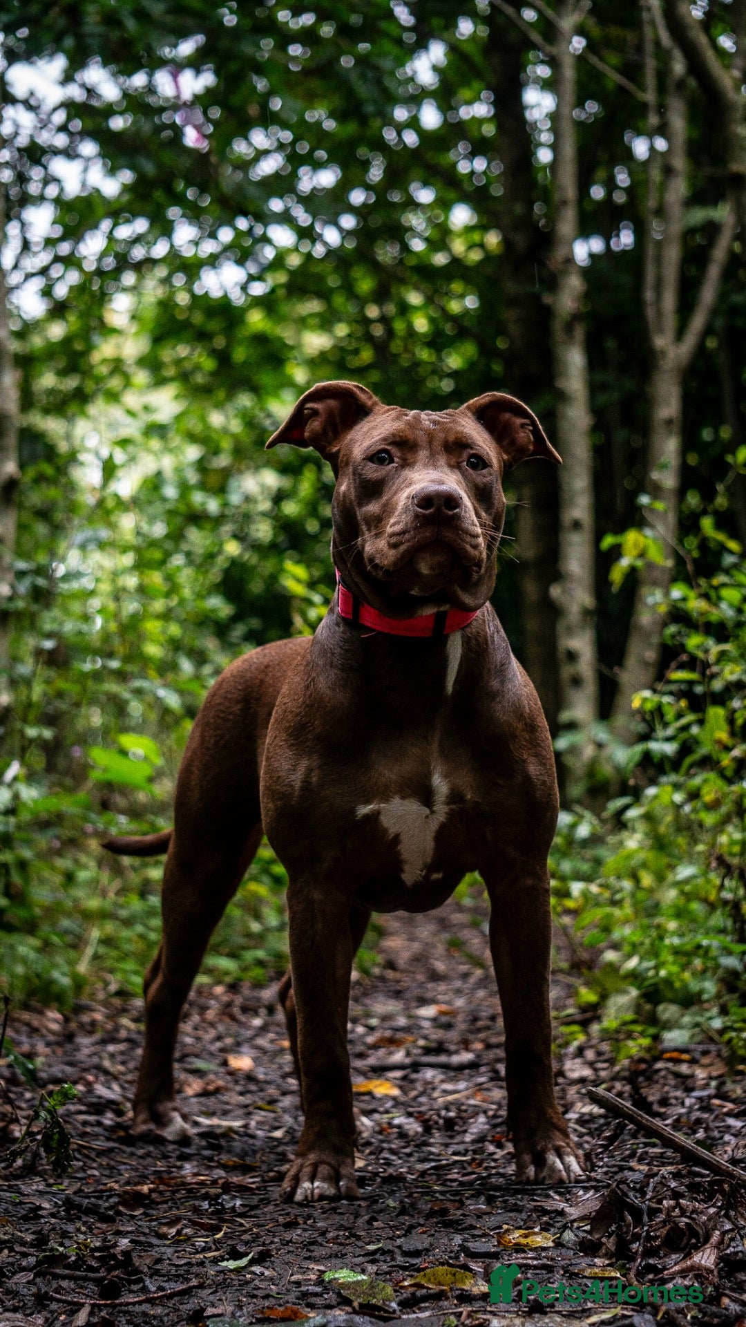 Mixed Breed dogs Staff x crossbreed - Advert 11