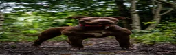 Mixed Breed dogs for sale: Staff x crossbreed - Advert 1