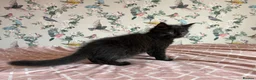 Maine Coon cats for sale: 4 beautiful playful Maine Coon kittens  in Glastonbury - Advert 9
