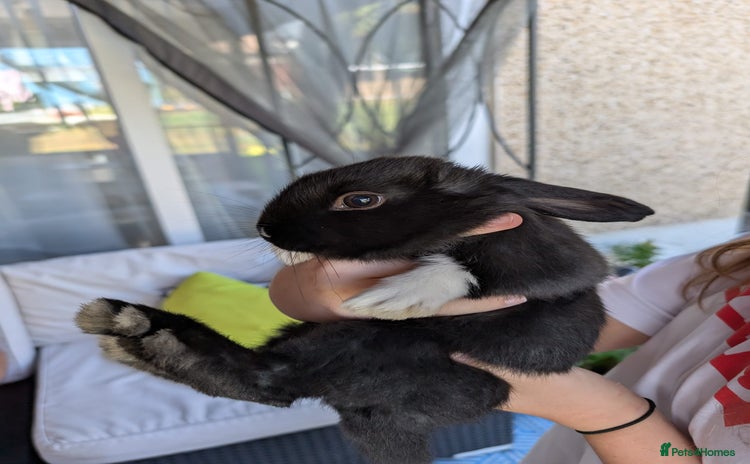 English Lop rabbits - Advert 3