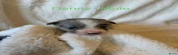 Border Collie dogs for sale: Pure Bred Border Collie Puppies For Sale - Advert 8