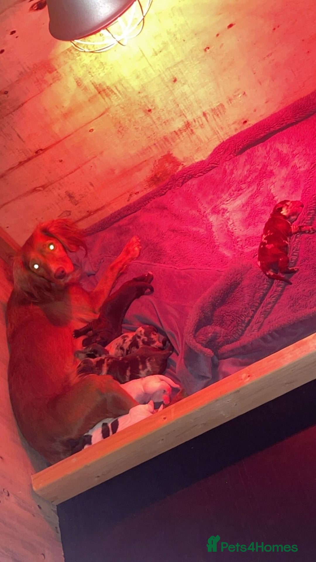 Cocker Spaniel dogs for sale: Beautiful cocker spaniels  - Advert 2