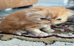 Persian cats for sale: Pedigree Persian Kittens - Two Beautiful Girls - Image 3