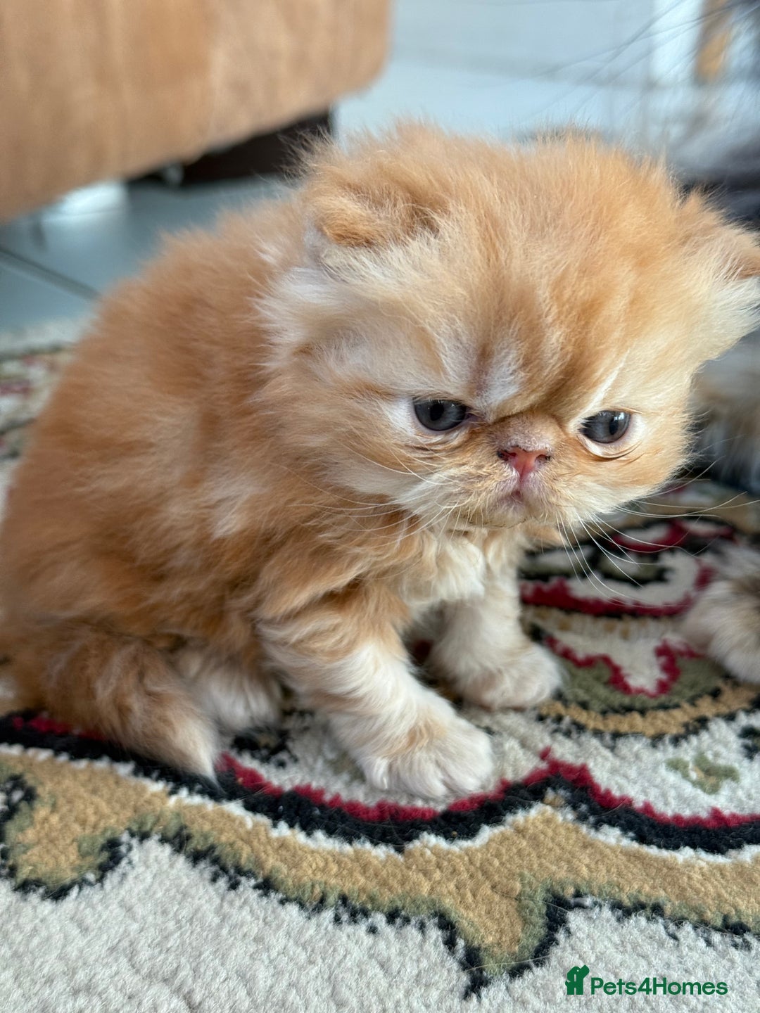 Persian cats for sale: Pedigree Persian Kittens - Two Beautiful Girls - Image 3