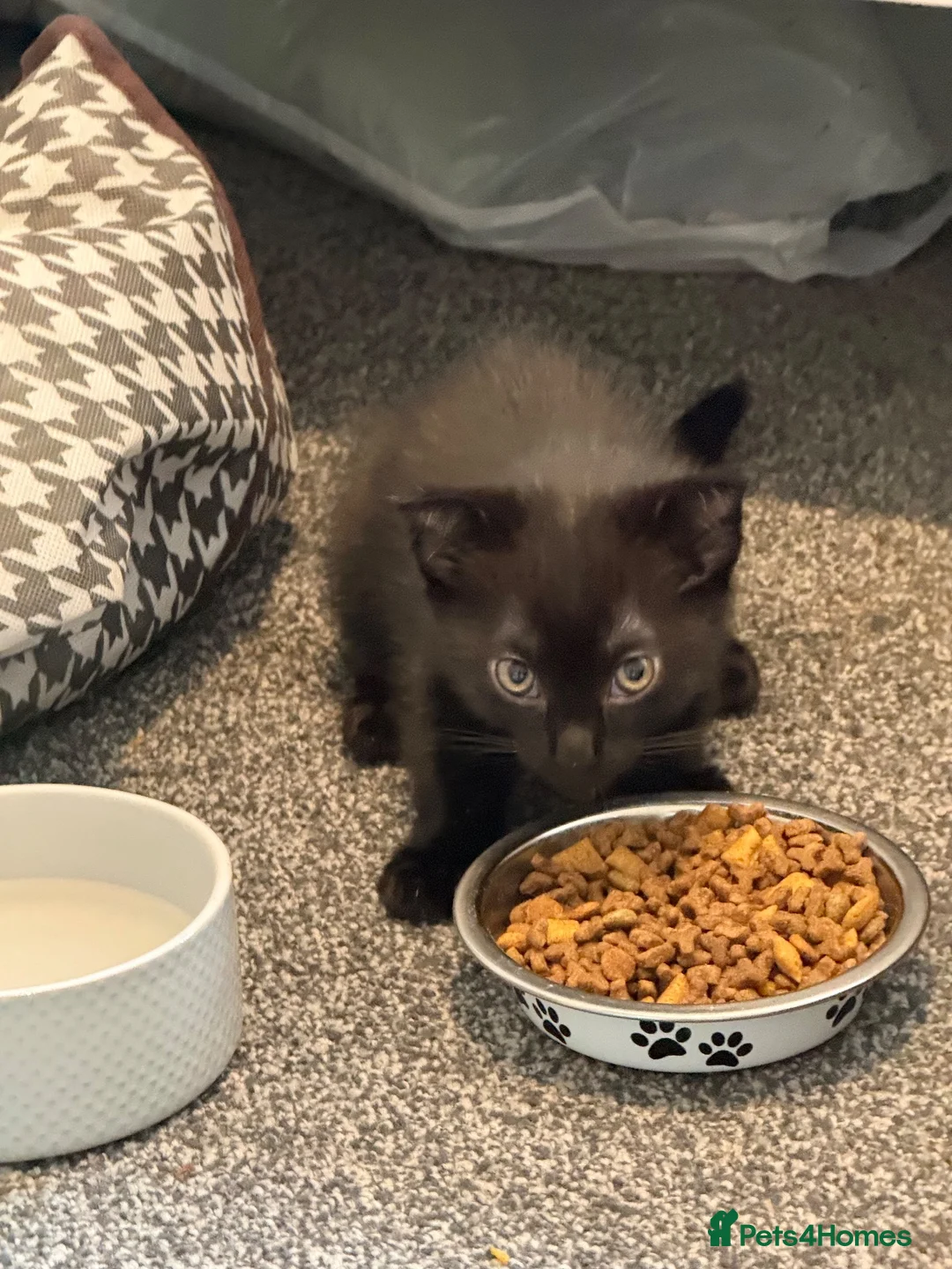 Scottish Fold cats for sale: Beatiful scotish fold kittens in Bury Saint Edmunds - Advert 2