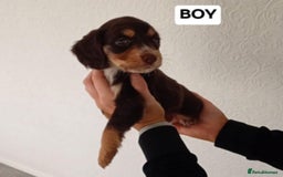 Cocker Spaniel dogs for sale: 7 cocker spaniel puppies - Advert 4