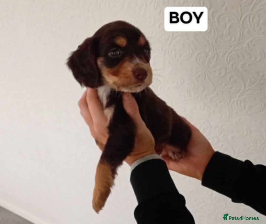 Cocker Spaniel dogs for sale: 7 cocker spaniel puppies - Advert 4