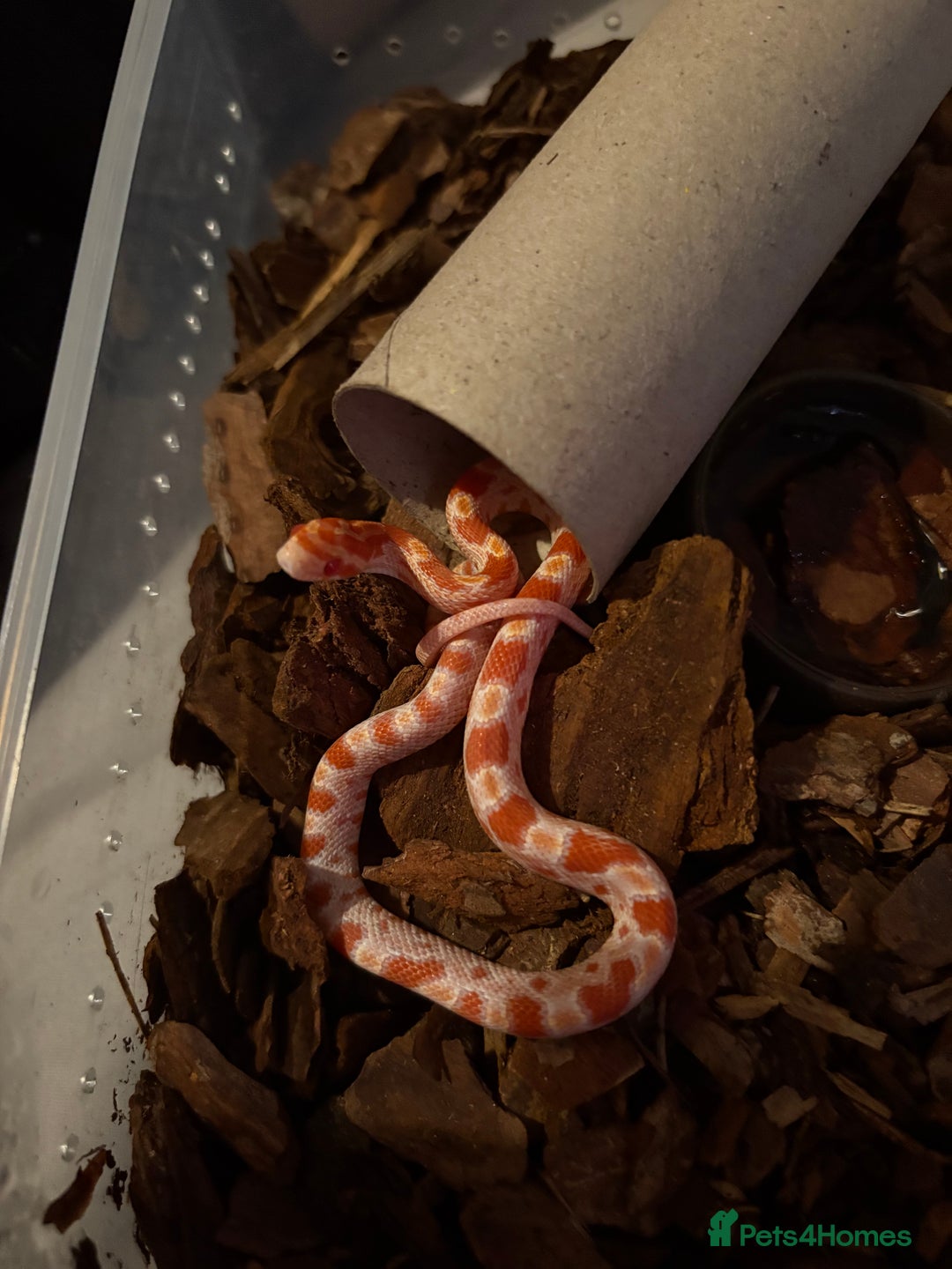 Corn Snake reptiles for sale: 18 beautiful amel Cornsnakes  - Image 6