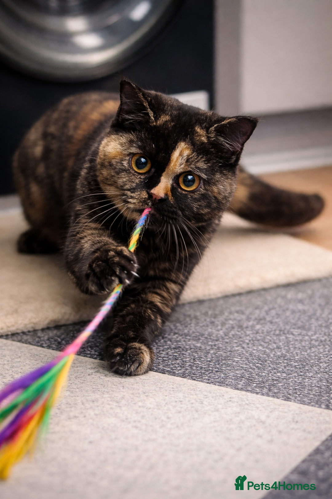 British Shorthair cats for sale: RARE Tortoiseshell 23 Week British Shorthair Girl - Advert 1