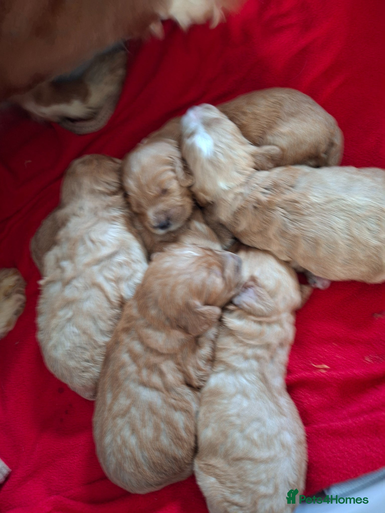 Cockapoo dogs F1 Cockapoo puppies  - Advert 2