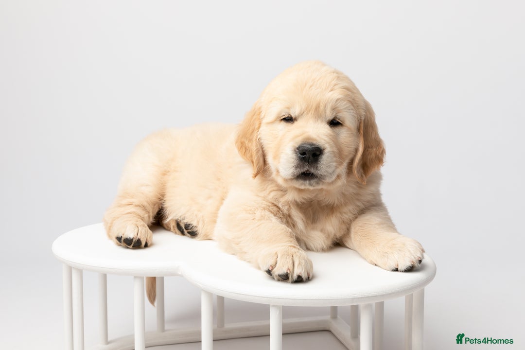 Golden Retriever dogs for sale: European bloodline GR puppies  - Advert 32
