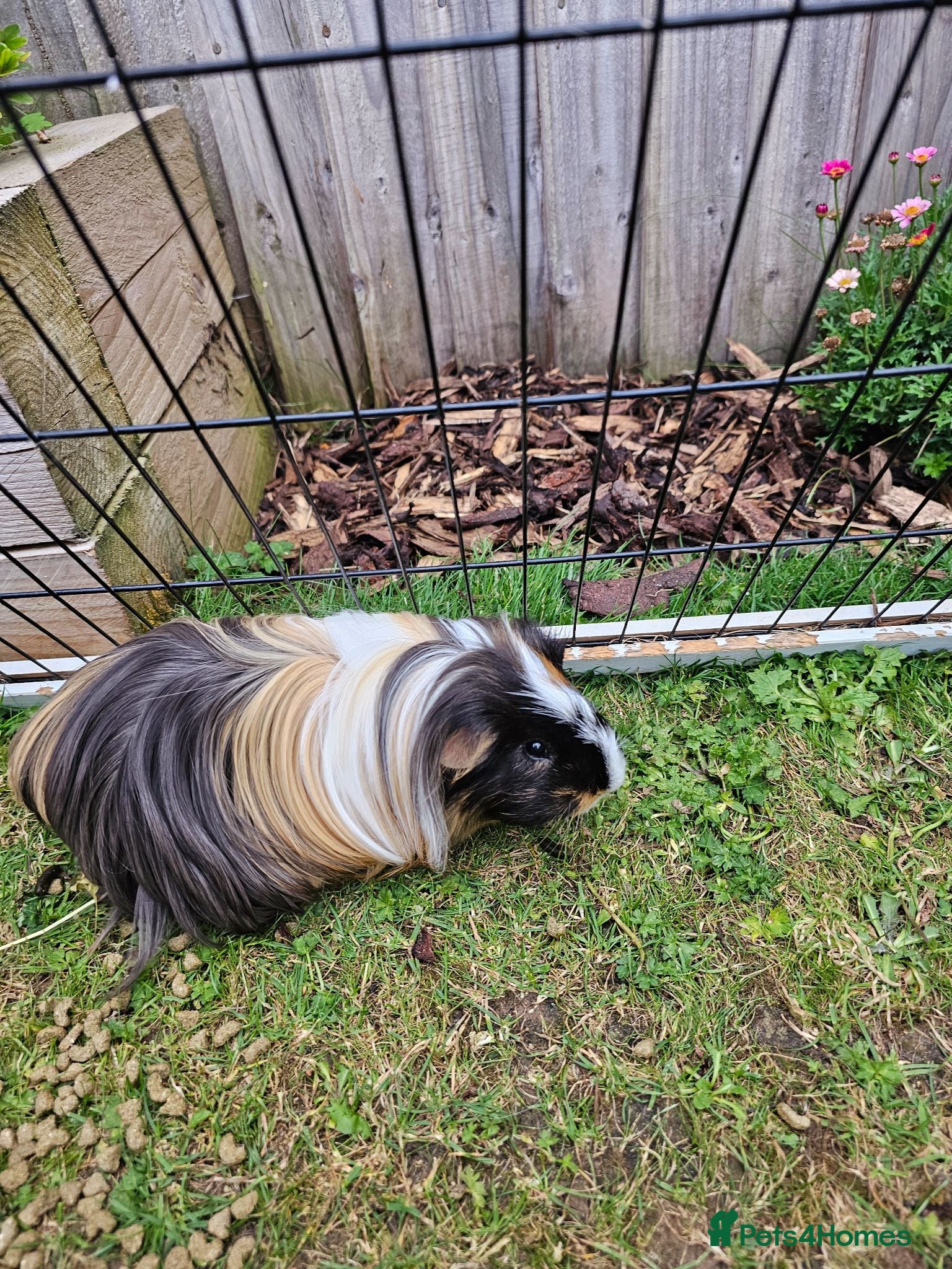 Guinea Pig rodents Peruvian (long-haired) guinea pig boy 6 month  - Advert 1