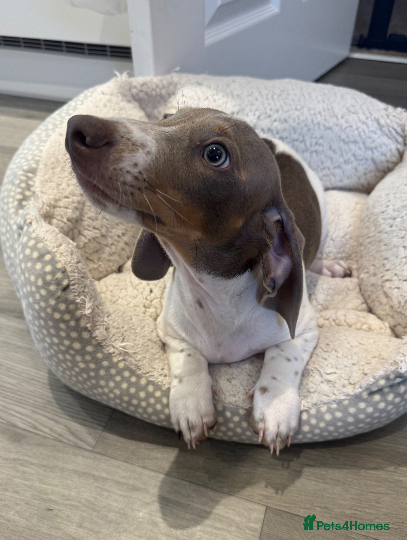 Miniature Dachshund dogs  REDUCED 1 LAST BOY Isabella & Tan Mini dachshund  - Advert 2