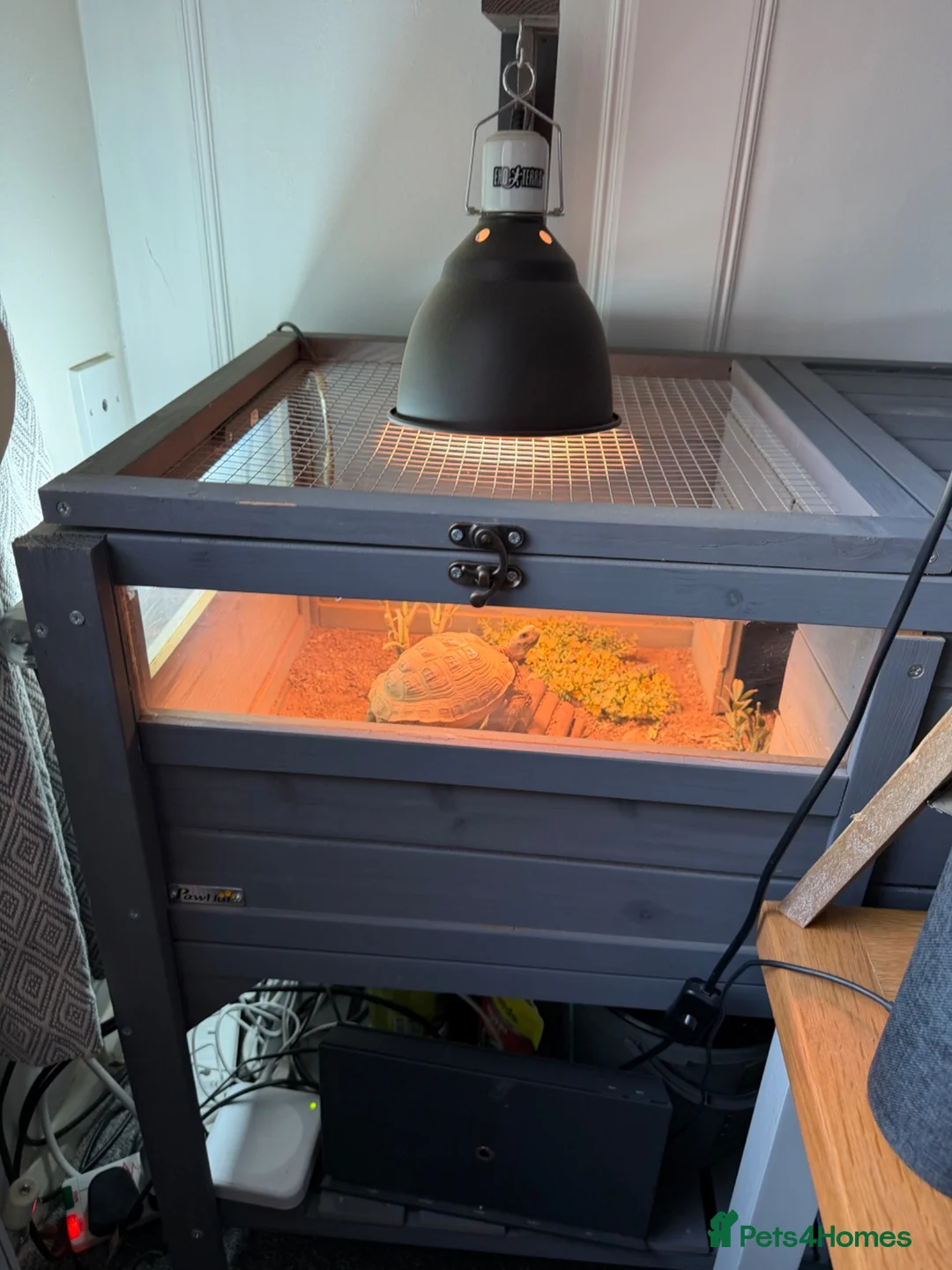 Tortoise reptiles for sale: Tortoise with set up and food - Advert 6