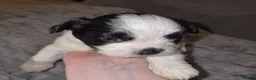 Lhasa Apso dogs for sale: Beautiful KC Registered Lhasa Apso Puppies - Advert 23