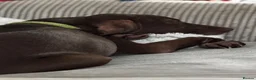 Weimaraner dogs for sale: Weimaraner 4 months old  - Advert 4