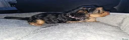 Yorkshire Terrier dogs for sale: 🐶 💖Pedigree Yorkshire Terrier Puppies💖 🐶 - Advert 26