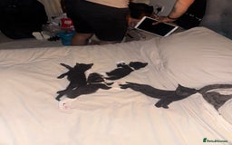 American Shorthair cats for sale: kittens - £30 not £50 but won’t let me enter less! - Image 1