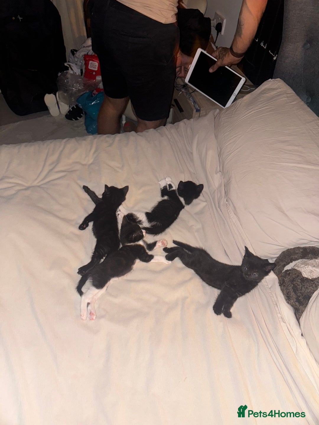 American Shorthair cats for sale: kittens - £30 not £50 but won’t let me enter less! - Image 1