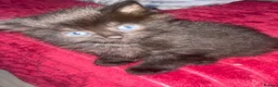 Mixed Breed cats for sale: Extra fluffy kittens - Advert 25