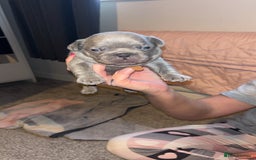 French Bulldog dogs for sale: French bulldog puppies  - Image 11