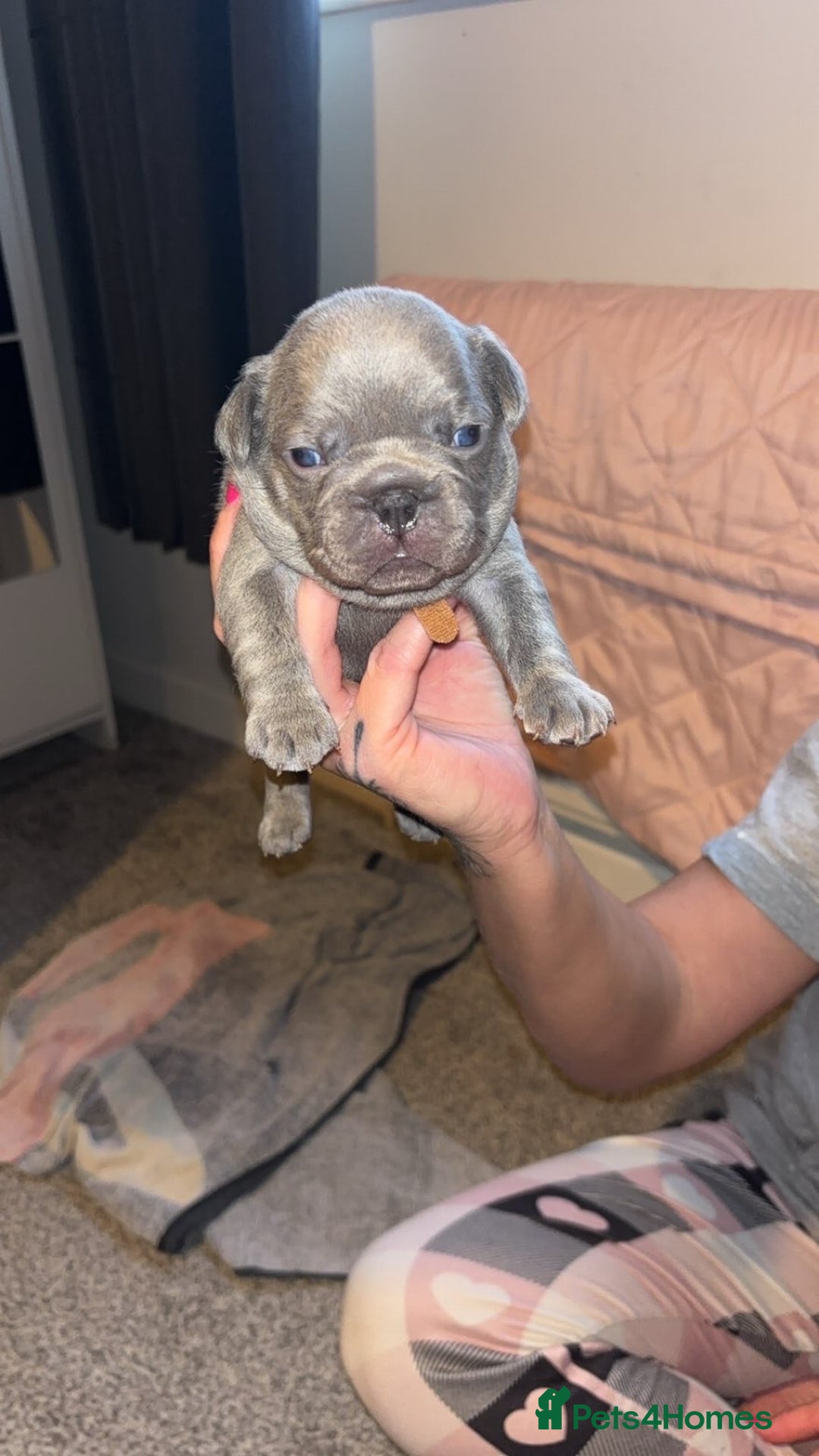 French Bulldog dogs for sale: French bulldog puppies  - Image 11