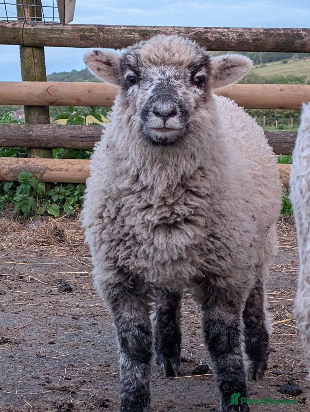 Sheep livestock for sale: Mixed Breeds - this year's stock  - Image 5