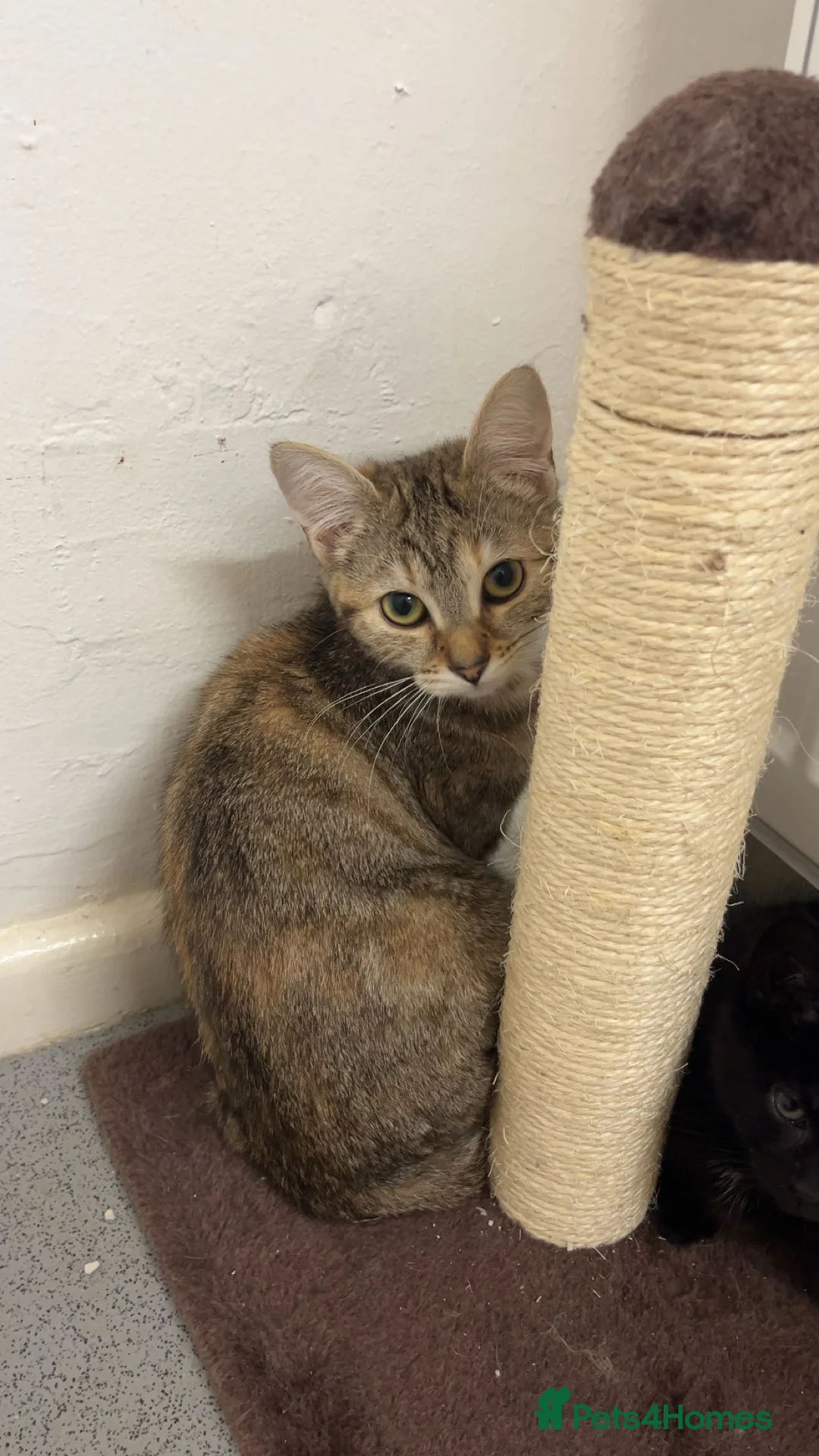 Mixed Breed cats for sale: Patch & bellatrix - Advert 4