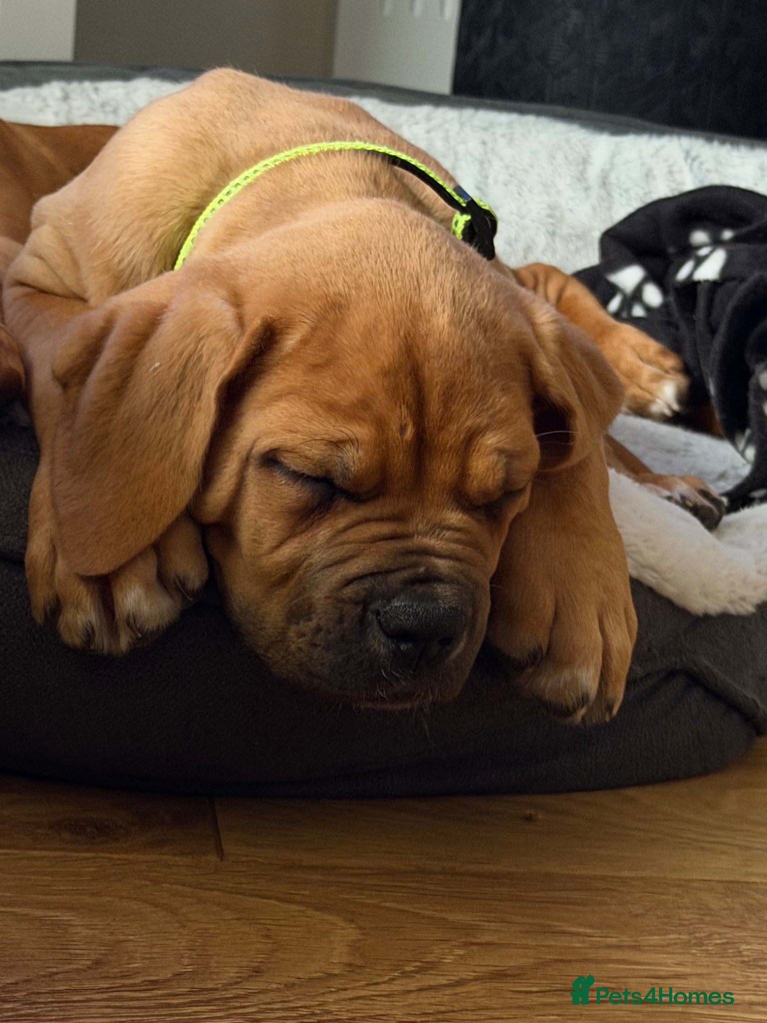 Mixed Breed dogs Dogue De Bordeaux , Bullmastiff Cross - Advert 1