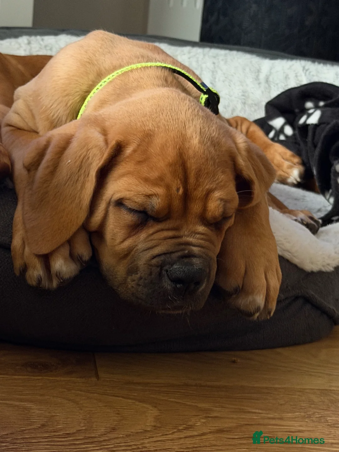 Mixed Breed dogs for sale: Dogue De Bordeaux , Bullmastiff Cross in King's Lynn - Advert 1