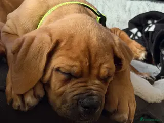 Mixed Breed dogs Dogue De Bordeaux , Bullmastiff Cross - Advert 1