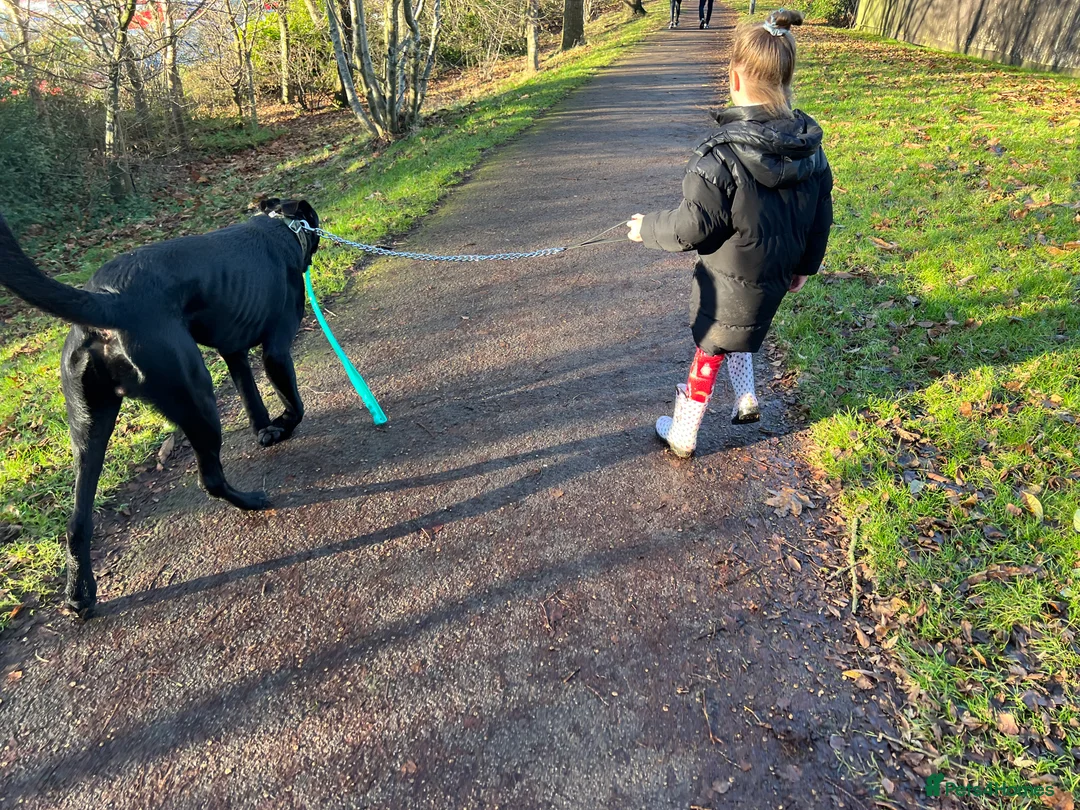 Mixed Breed dogs for sale: German corso (cane corso x German Shepard) - Advert 3