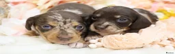 Miniature Dachshund dogs for sale: KC Miniature Dachshunds - Advert 3