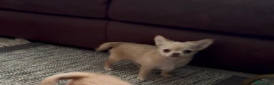 Chihuahua Puppy 1