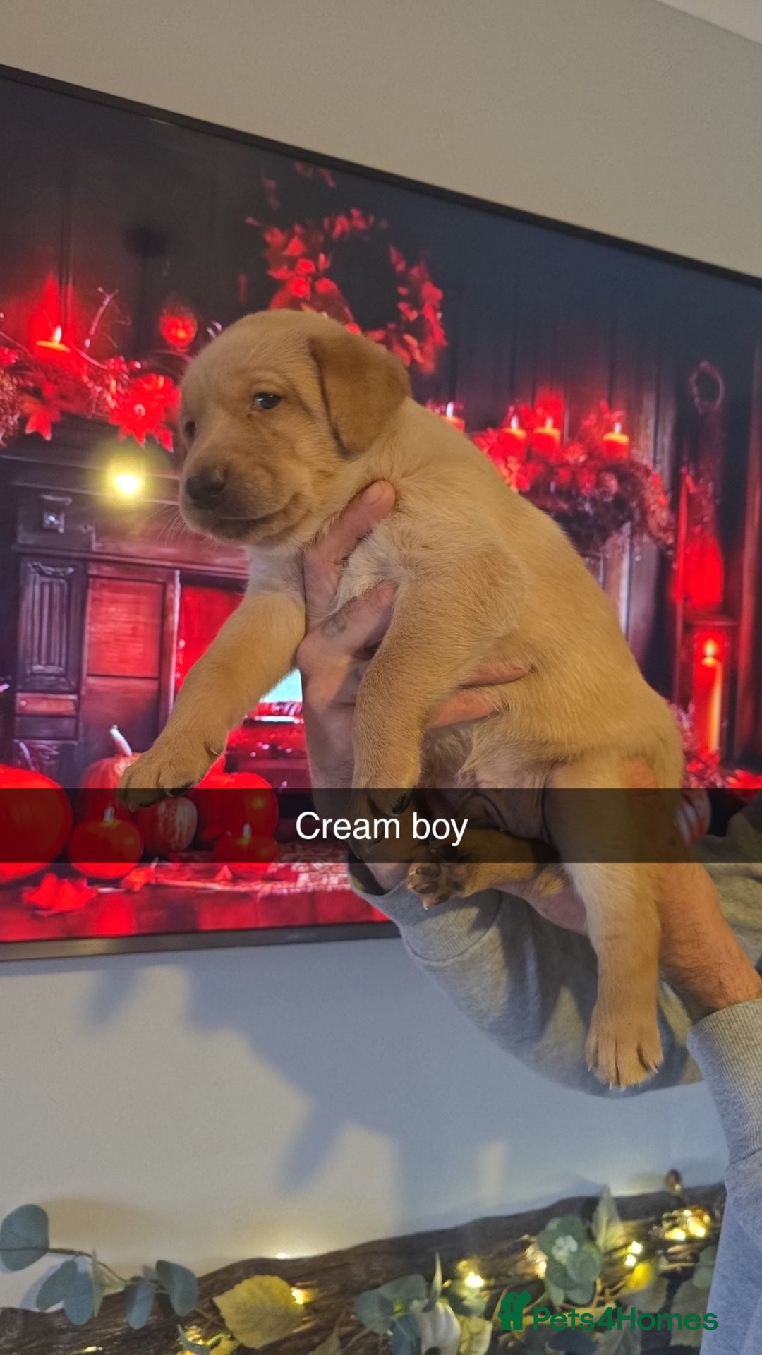 Labrador Retriever dogs for sale: Chunky labradors puppies - Image 2
