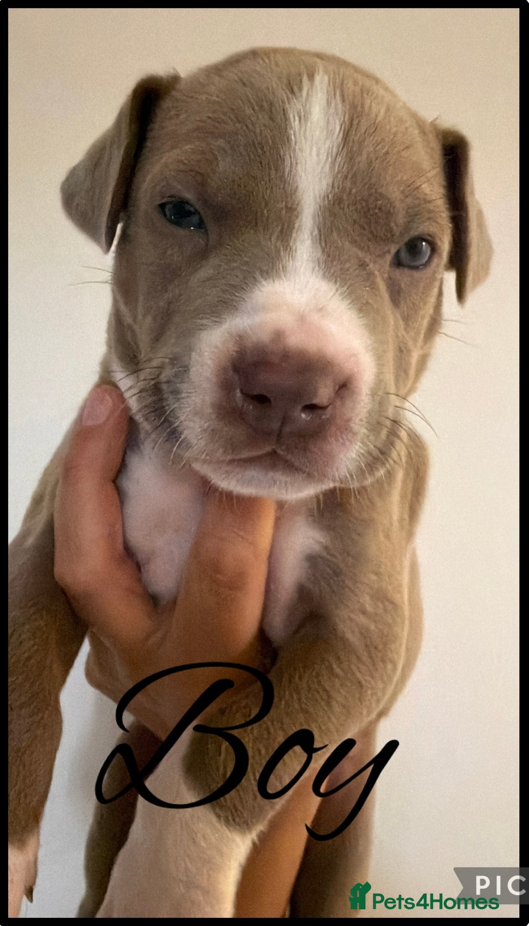 Mixed Breed dogs for sale: American staff mix  - Advert 5