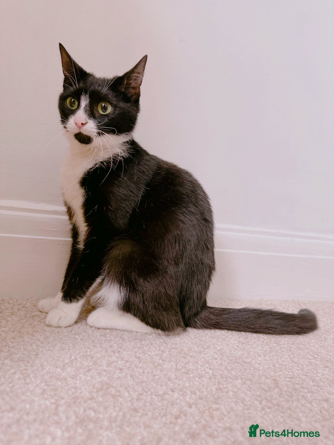 Mixed Breed cats Sushi, Gorgeous Tuxedo Lady. - Advert 2