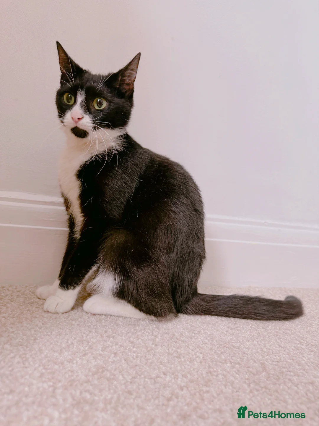 Mixed Breed cats for sale: Sushi, Gorgeous Tuxedo Lady. - Advert 1